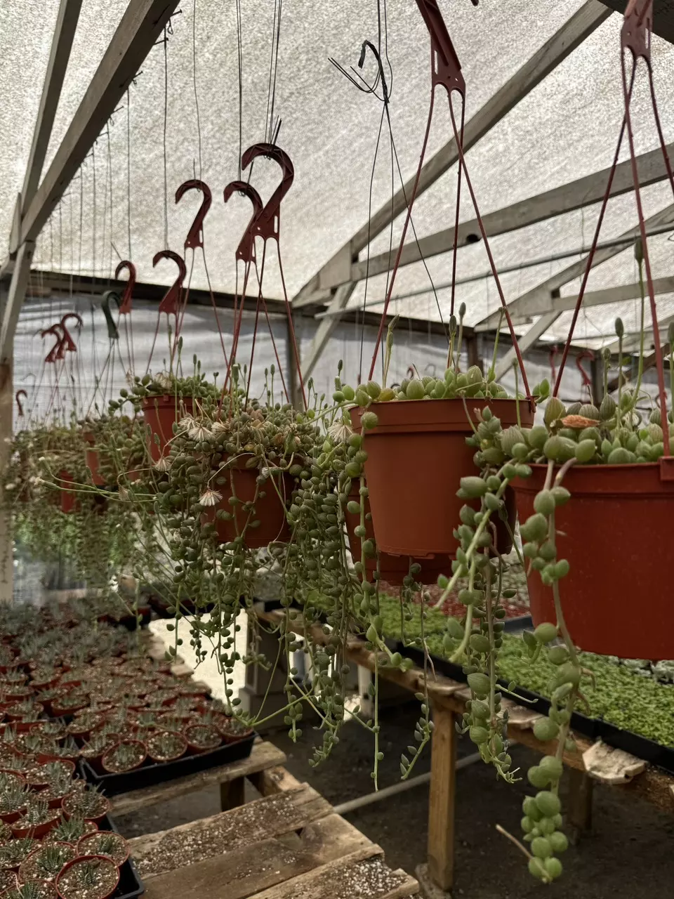 plant/6” String of Watermelons-0