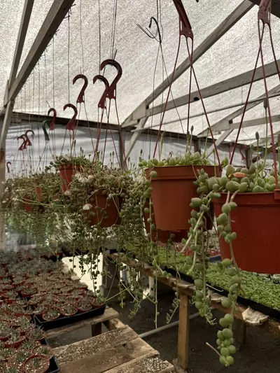 plant/6” String of Watermelons-0-thumbnail