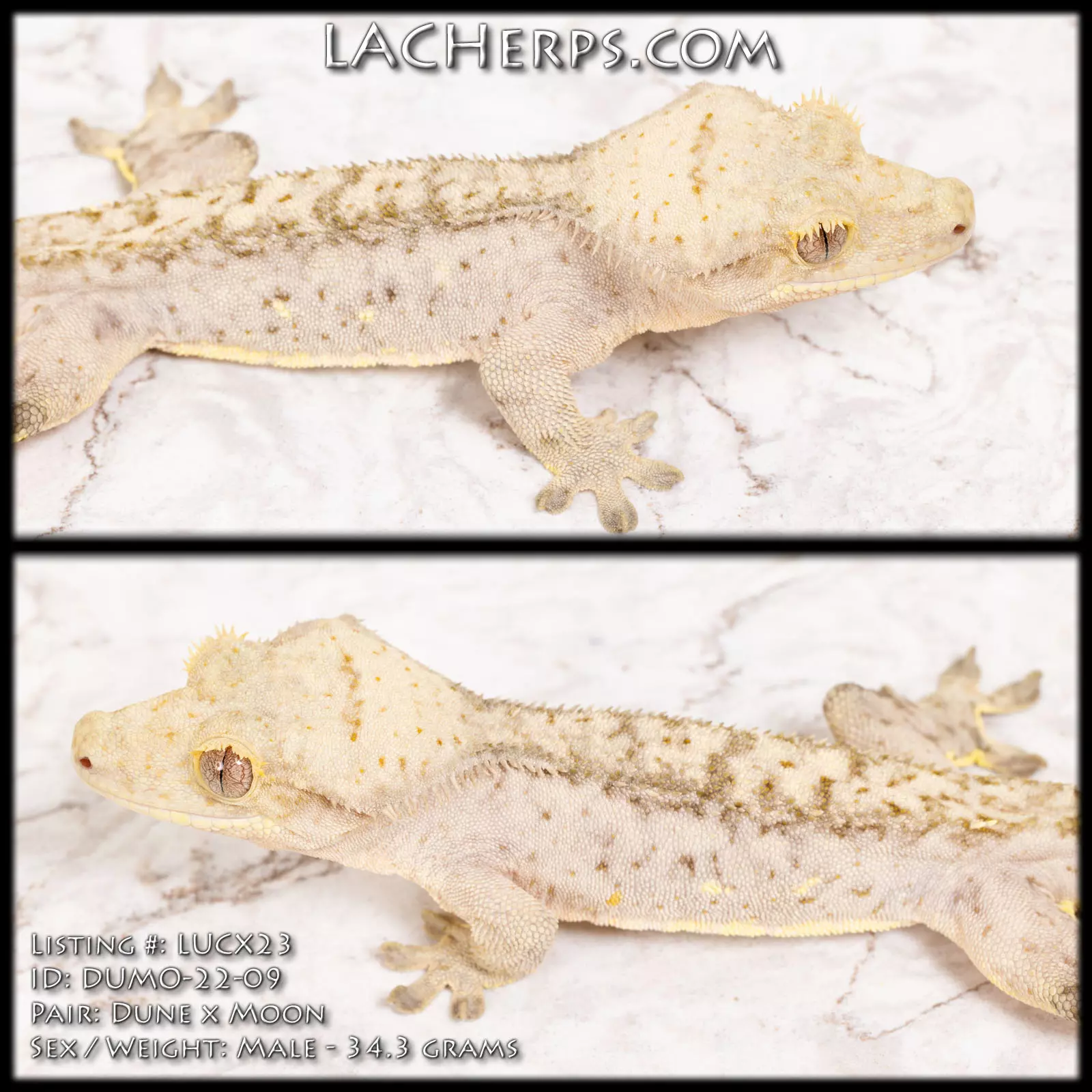plant/LUCX23 - Super Light Hypo Phantom - Male -0
