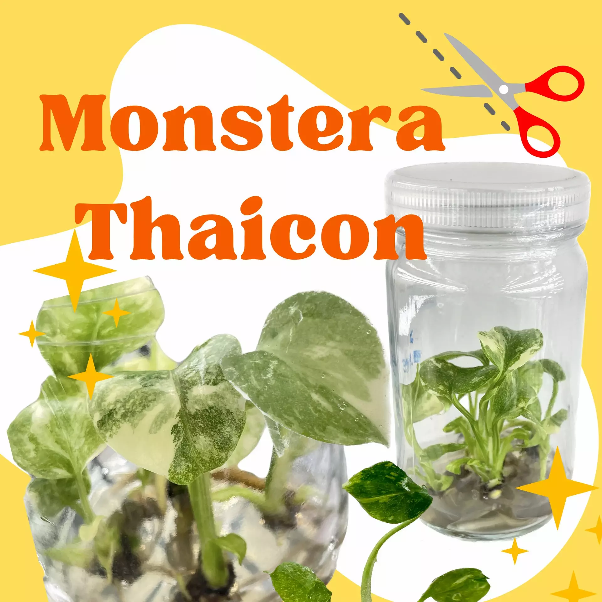 plant/Monstera Thai Constellation Tissue Culture Bag 1 Plant-0