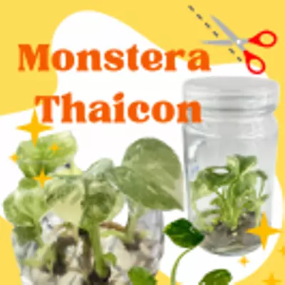 plant/Monstera Thai Constellation Tissue Culture Bag 1 Plant-0-thumbnail