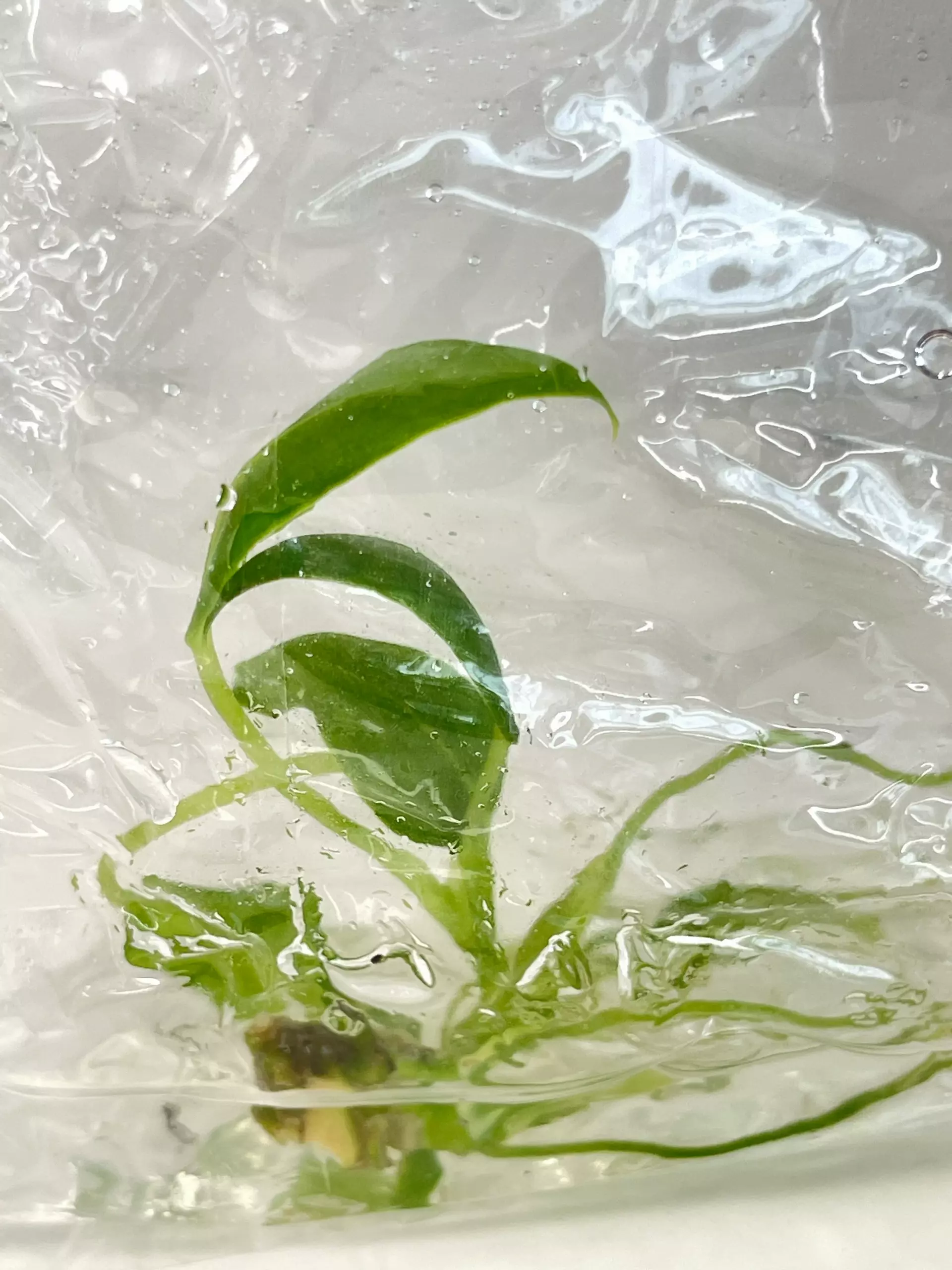 plant/Anthurium Warocqueanum Queen-Tissue Culture Bag 1 Plant-0