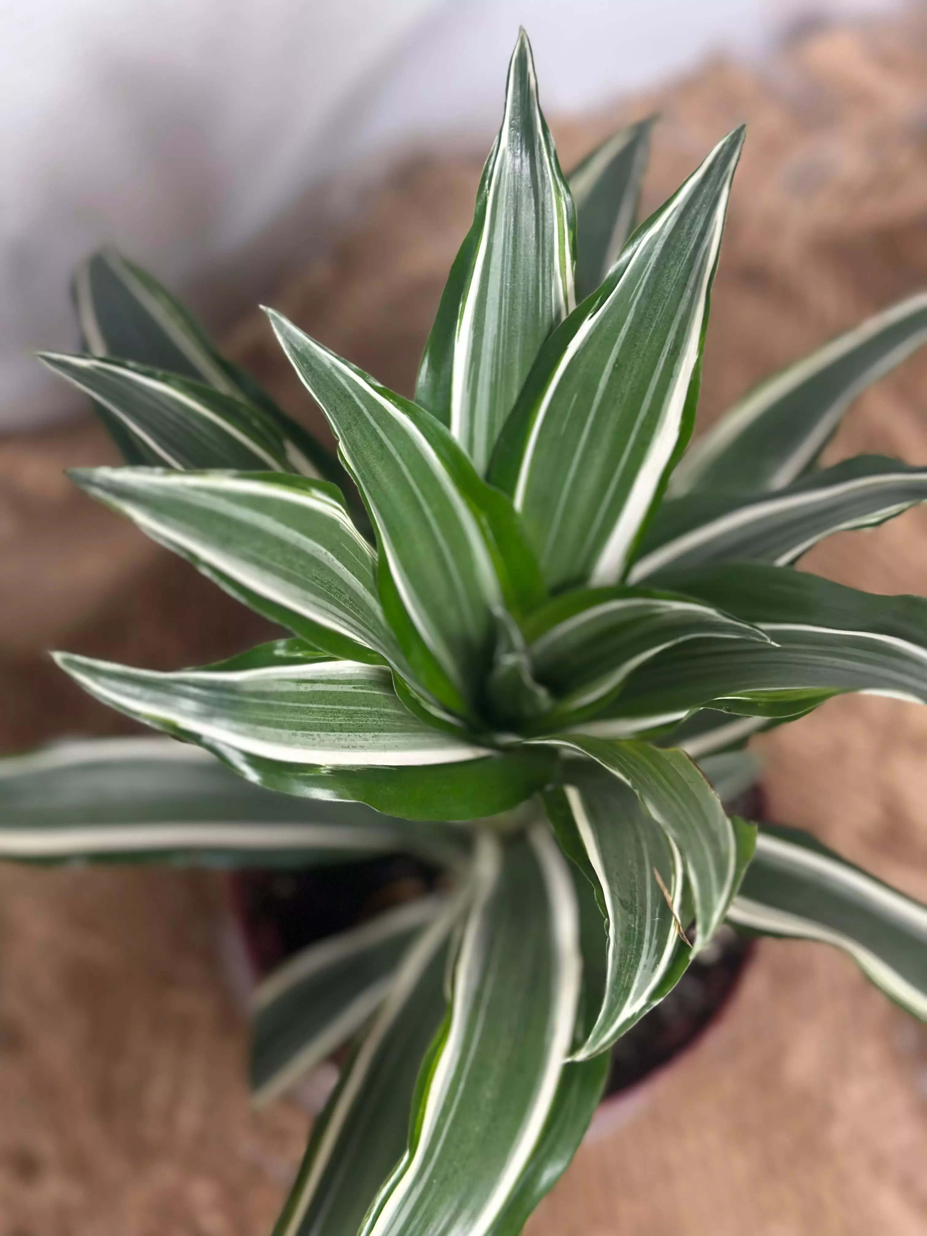 plant/🕊️ Dracaena White Bird (Marginata Bicolor)-0