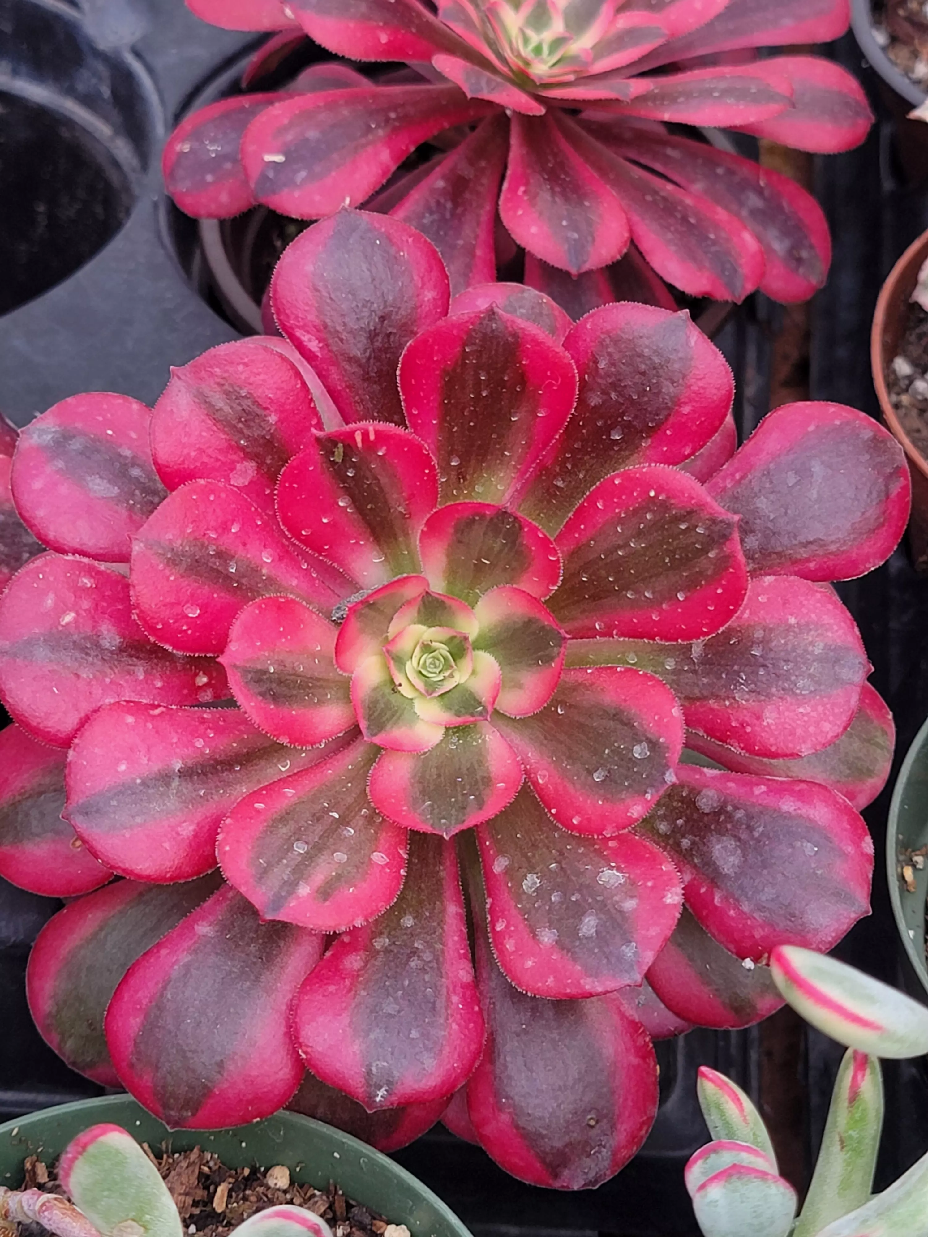 plant/Imported Medusa Aeonium -1