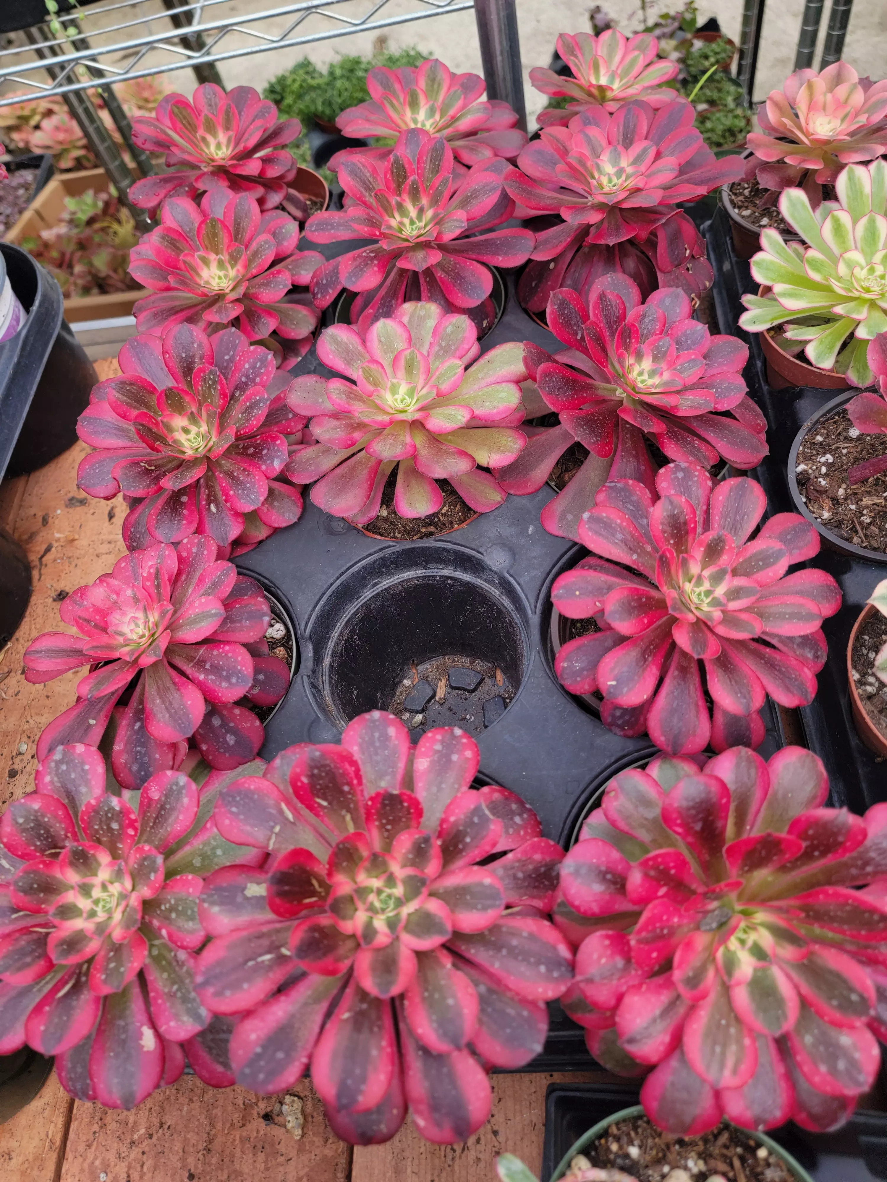 plant/Imported Medusa Aeonium -0
