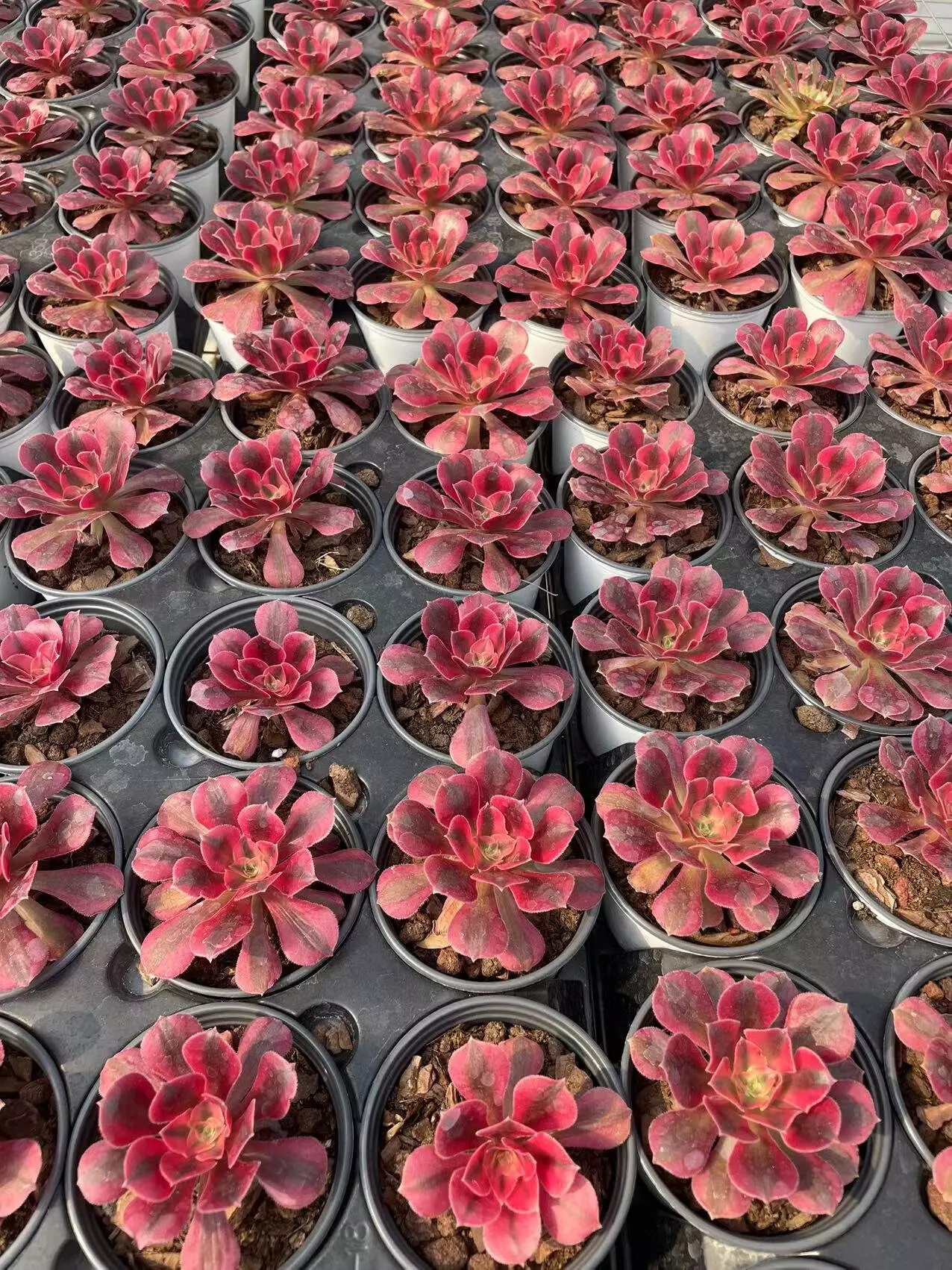 plant/Imported Medusa Aeonium -4