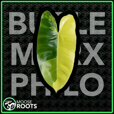 plant/BURLE MARX AUREA PHILO TC SELLERS CHOICE-0-thumbnail