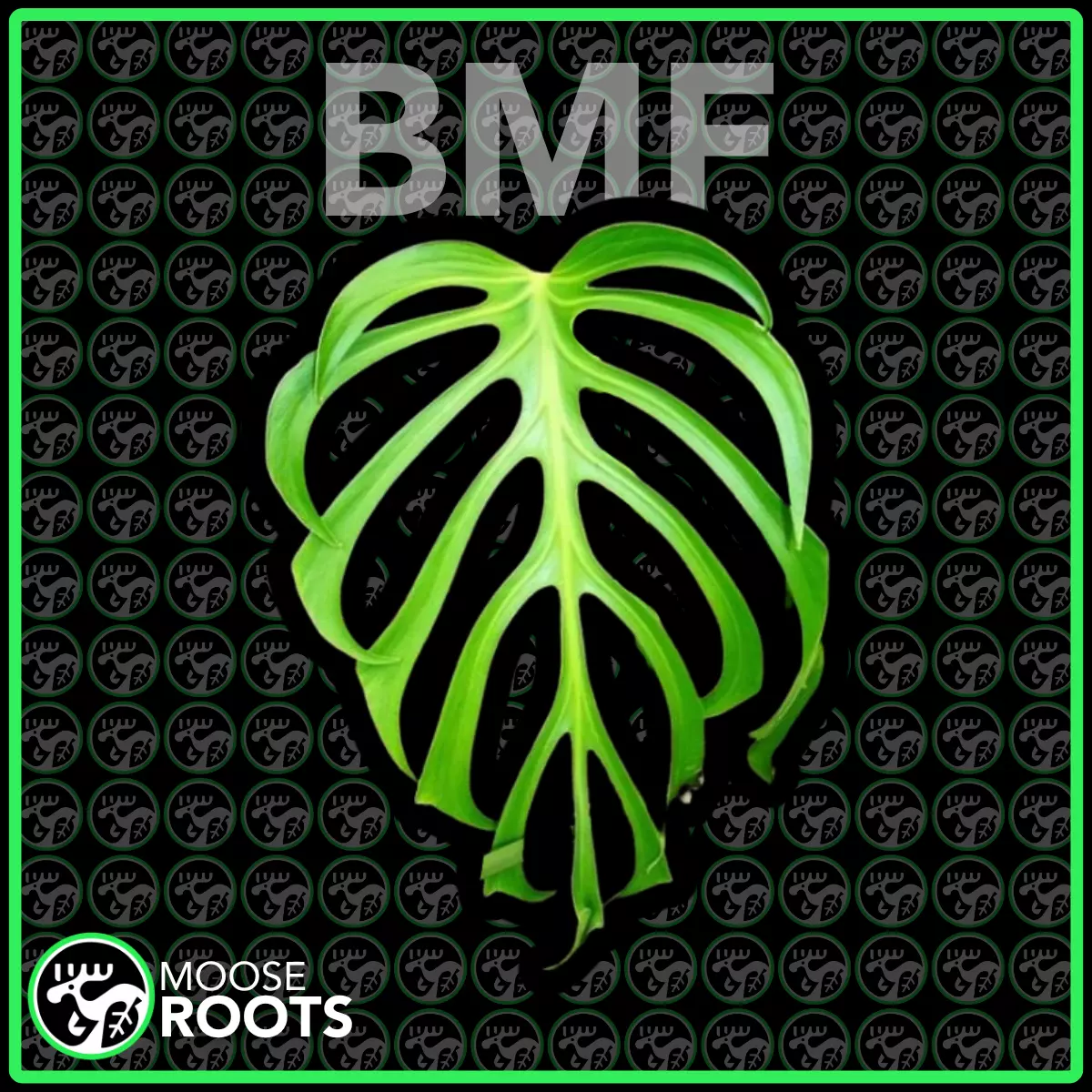 plant/MONSTERA BURLE MARX FLAME TC SELLERS CHOICE-0