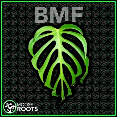 plant/MONSTERA BURLE MARX FLAME TC SELLERS CHOICE-0-thumbnail