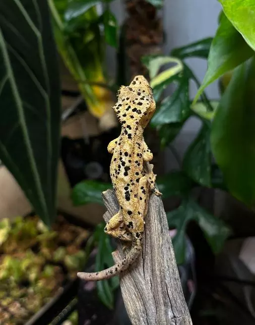 plant/102 Light Base Super Dal Ink Spot Male-0
