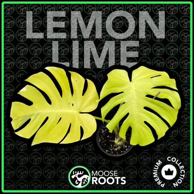 plant/LEMON LIME MONSTERA TC SELLERS CHOICE-0-thumbnail