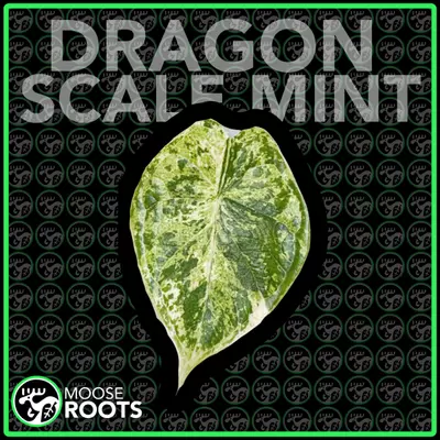 plant/DRAGONS CALE MINT TC SELLERS CHOICE-0-thumbnail
