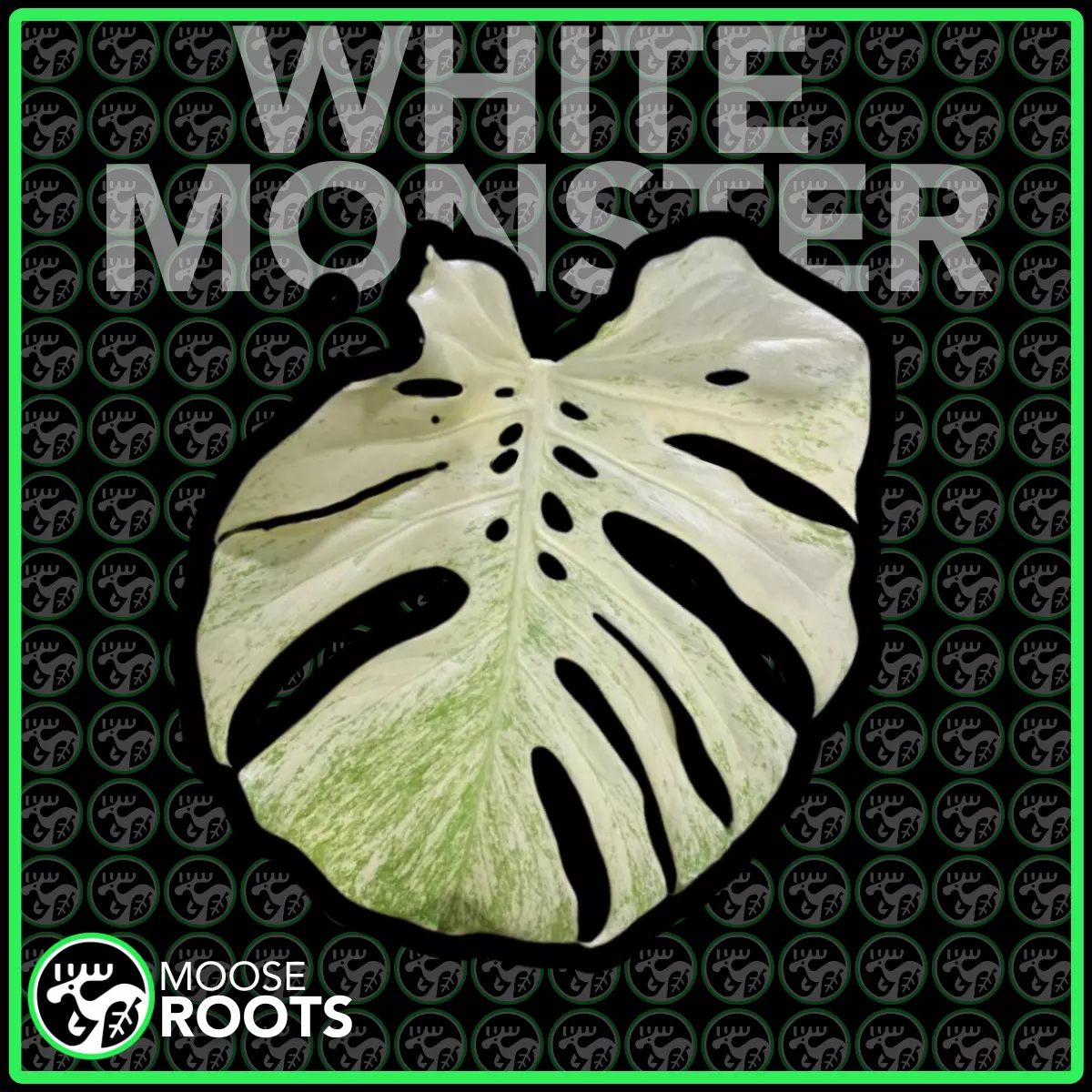 plant/WHITE MONSTER TC SELLERS CHOICE-0