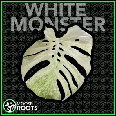 plant/WHITE MONSTER TC SELLERS CHOICE-0-thumbnail