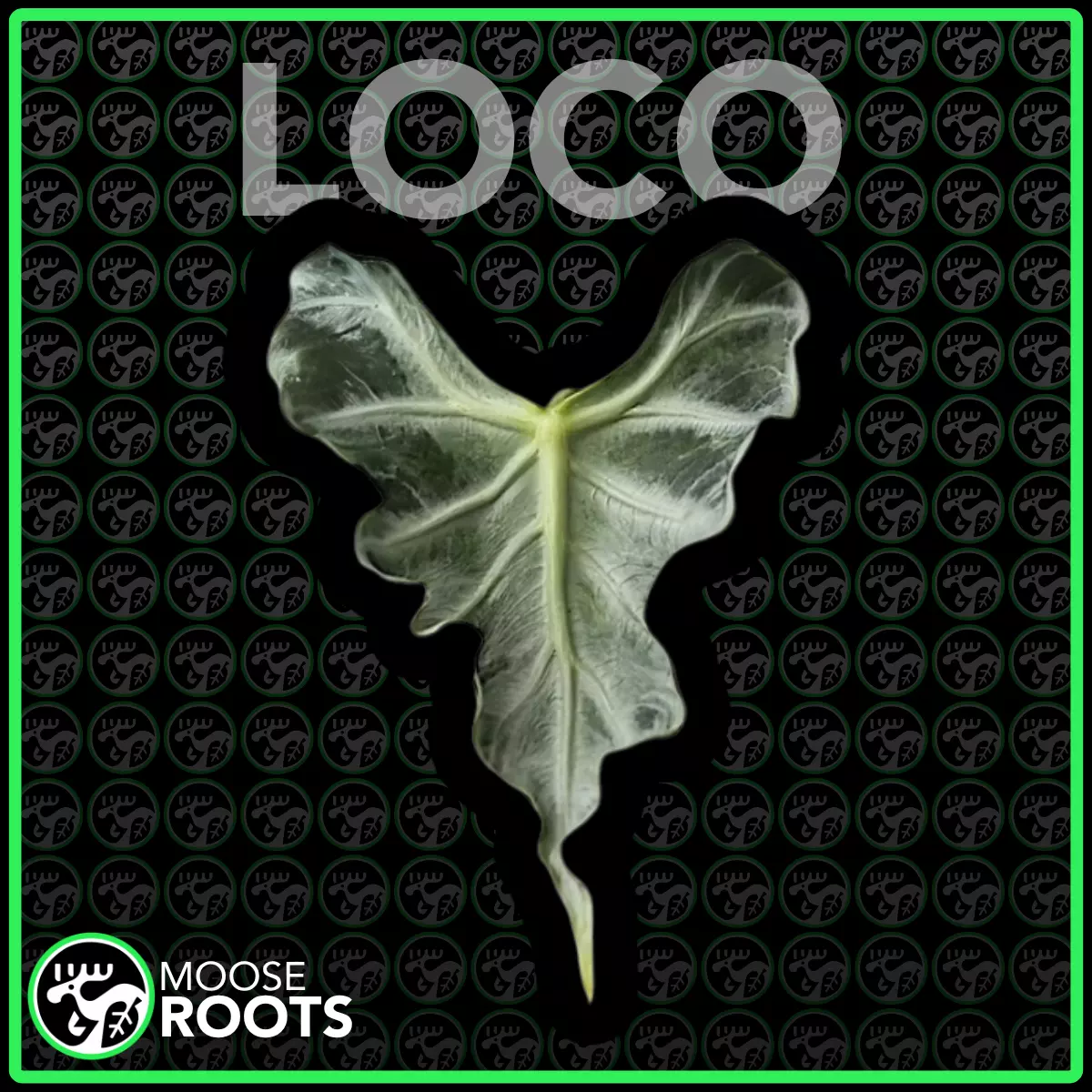 plant/ALOCASIA LOCO TC SELLERS CHOICE-0