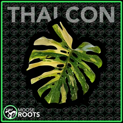 plant/HIGH VAR THAI CON TC SELLERS CHOICE-0-thumbnail