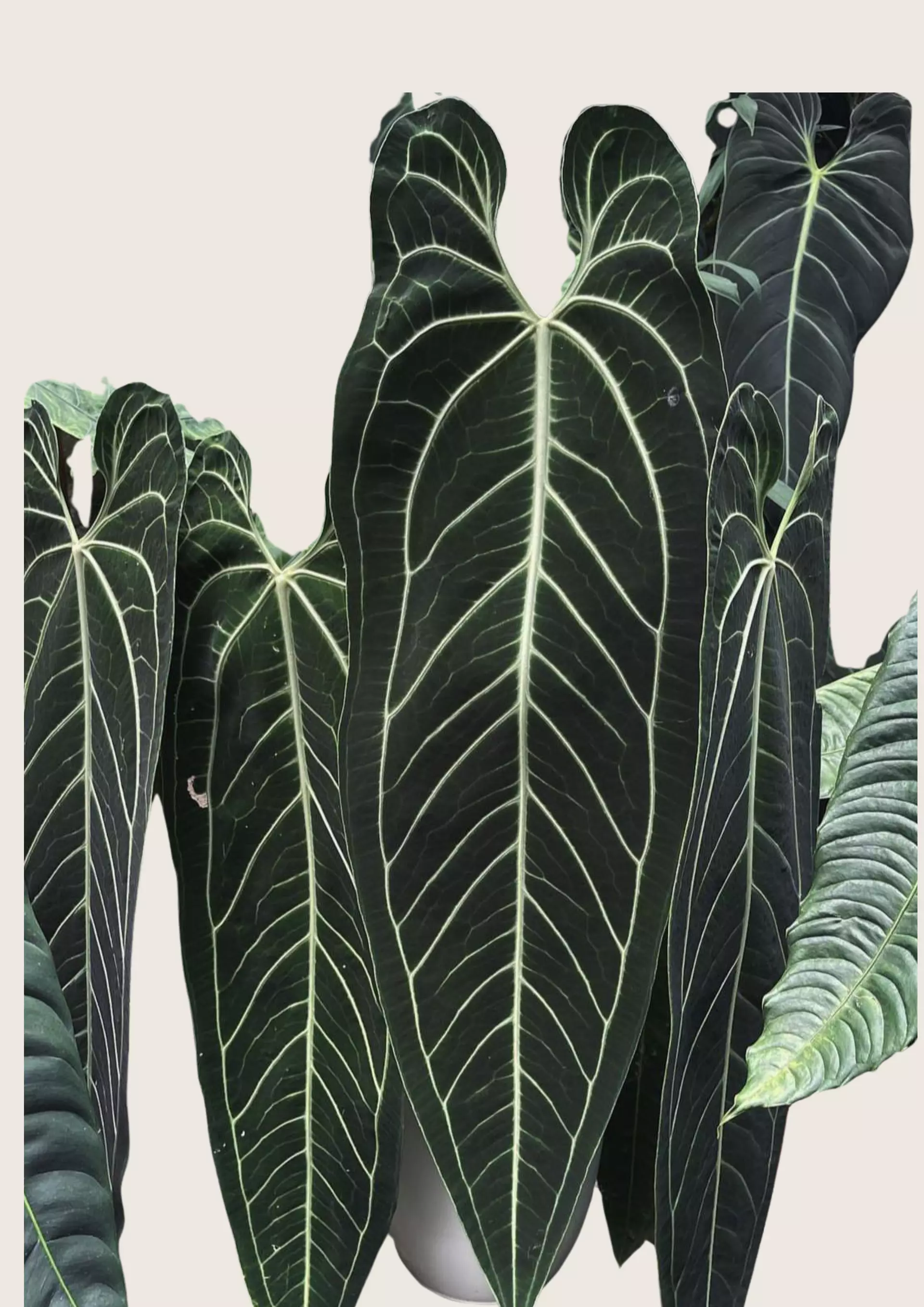 plant/Anthurium Dark Queen Tissue Culture  Grower's Choice-0