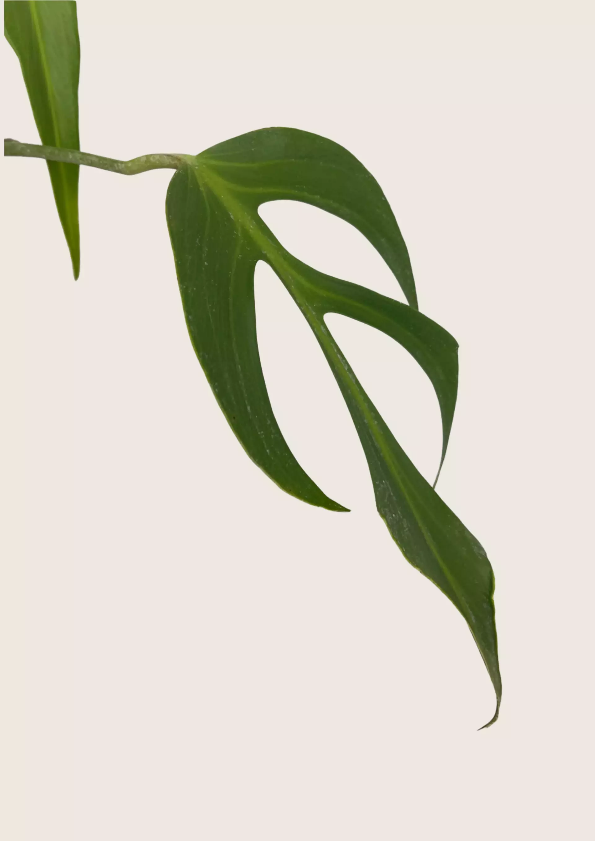 plant/Monstera Burle Marx Flame Tissue Culture  Grower's Choice-0