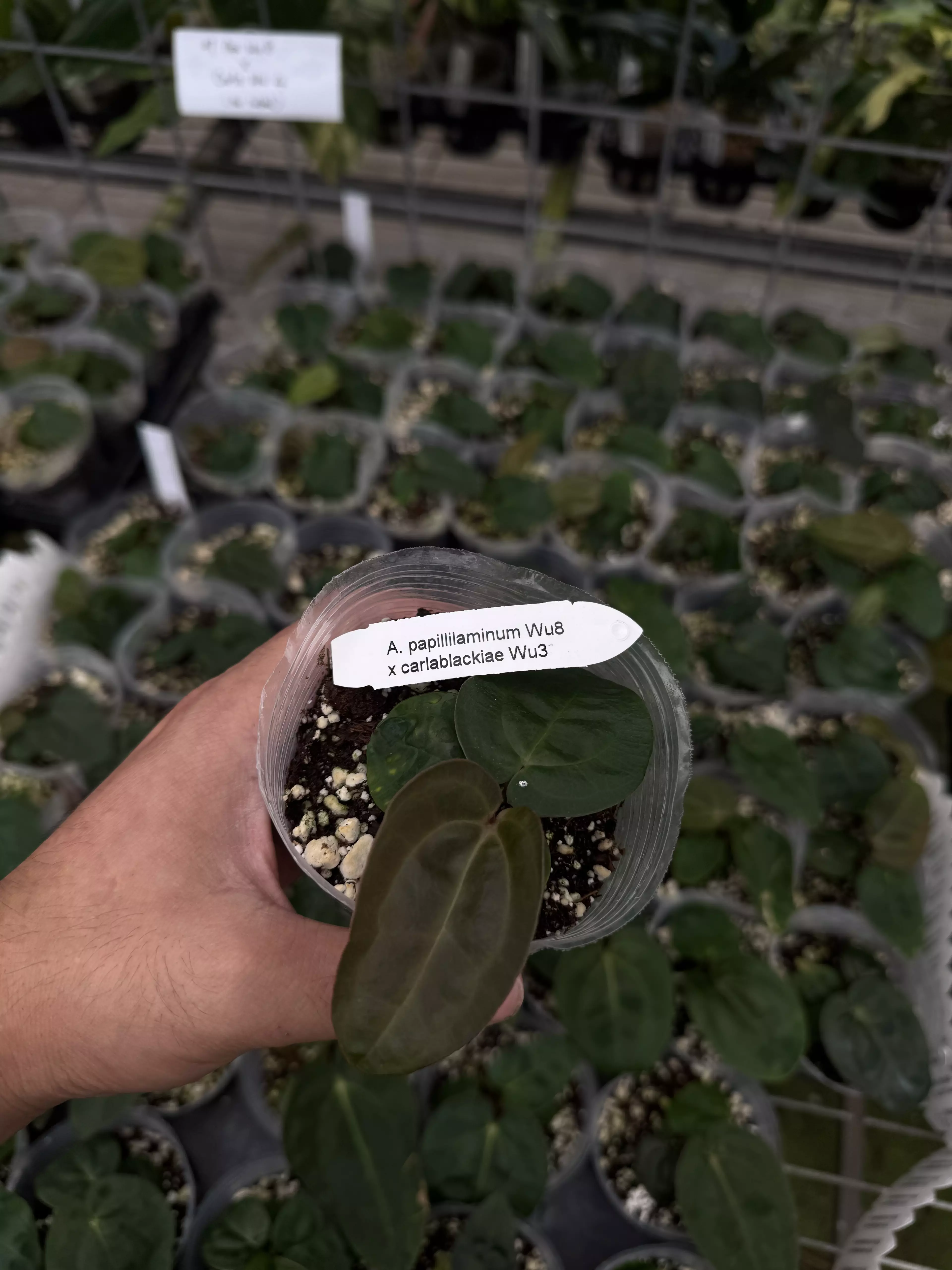 plant/papillilaminum Wu8 x carlablackiae Wu3-0