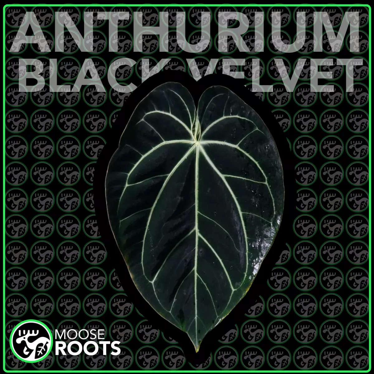 plant/ANTHURIUM BLACK VELVET TC SELLERS CHOICE-0