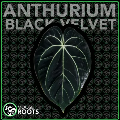 plant/ANTHURIUM BLACK VELVET TC SELLERS CHOICE-0-thumbnail