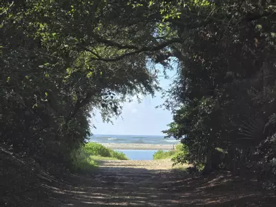 plant/Tropical Vista-0-thumbnail