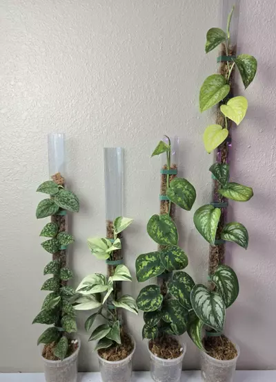 plant/Clear Firm Plastic Moss Pole | 27.5" Tall | Shipped with UPS Ground-2-thumbnail