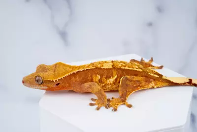plant/Hand Picked Crested Gecko-0-thumbnail