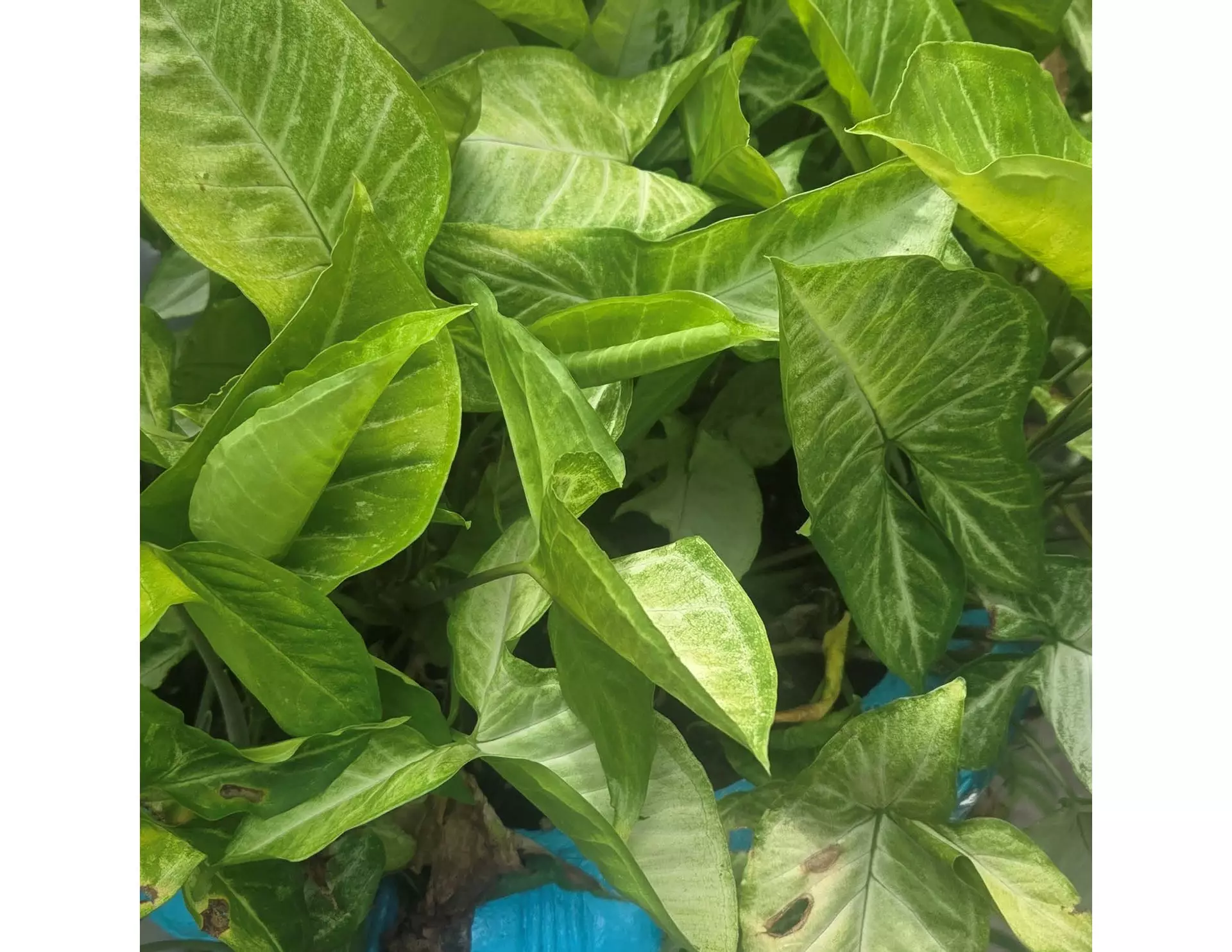 plant/Syngonium Batik-0