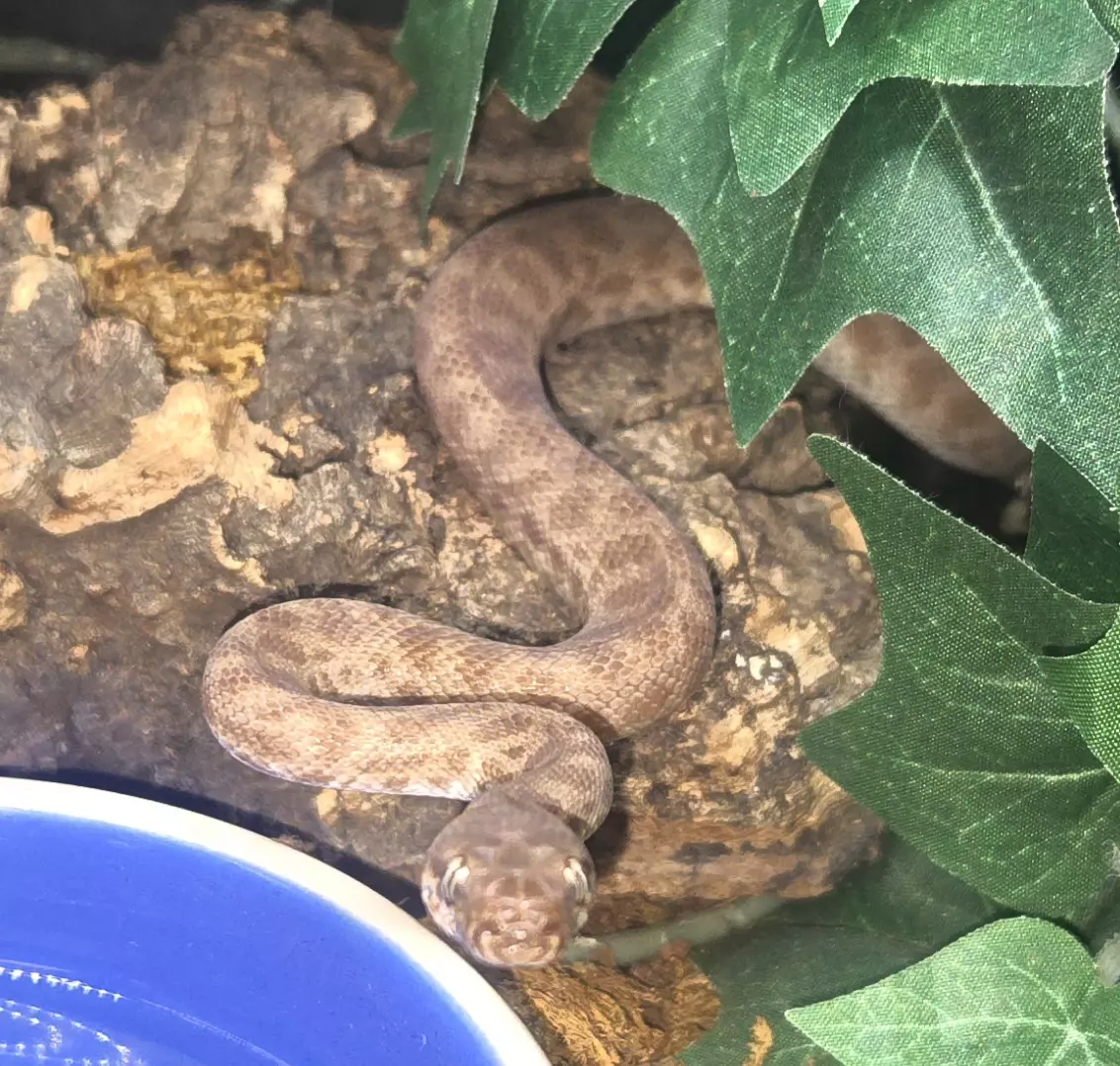 plant/Unsexed Children’s Python (Antaresia childreni)-0