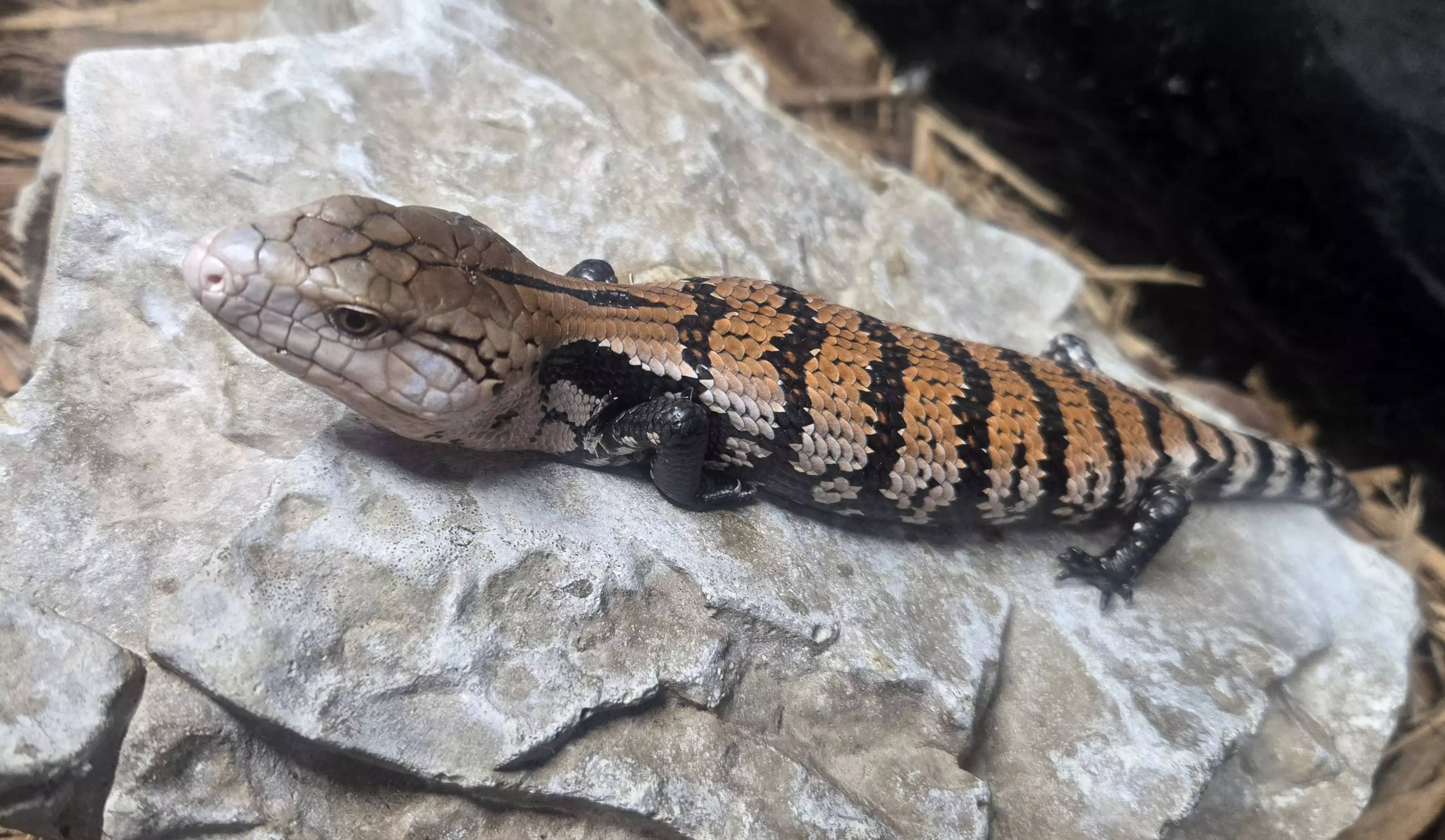 plant/Baby Blue Tongue Skink (Tiliqua scincoides)-0