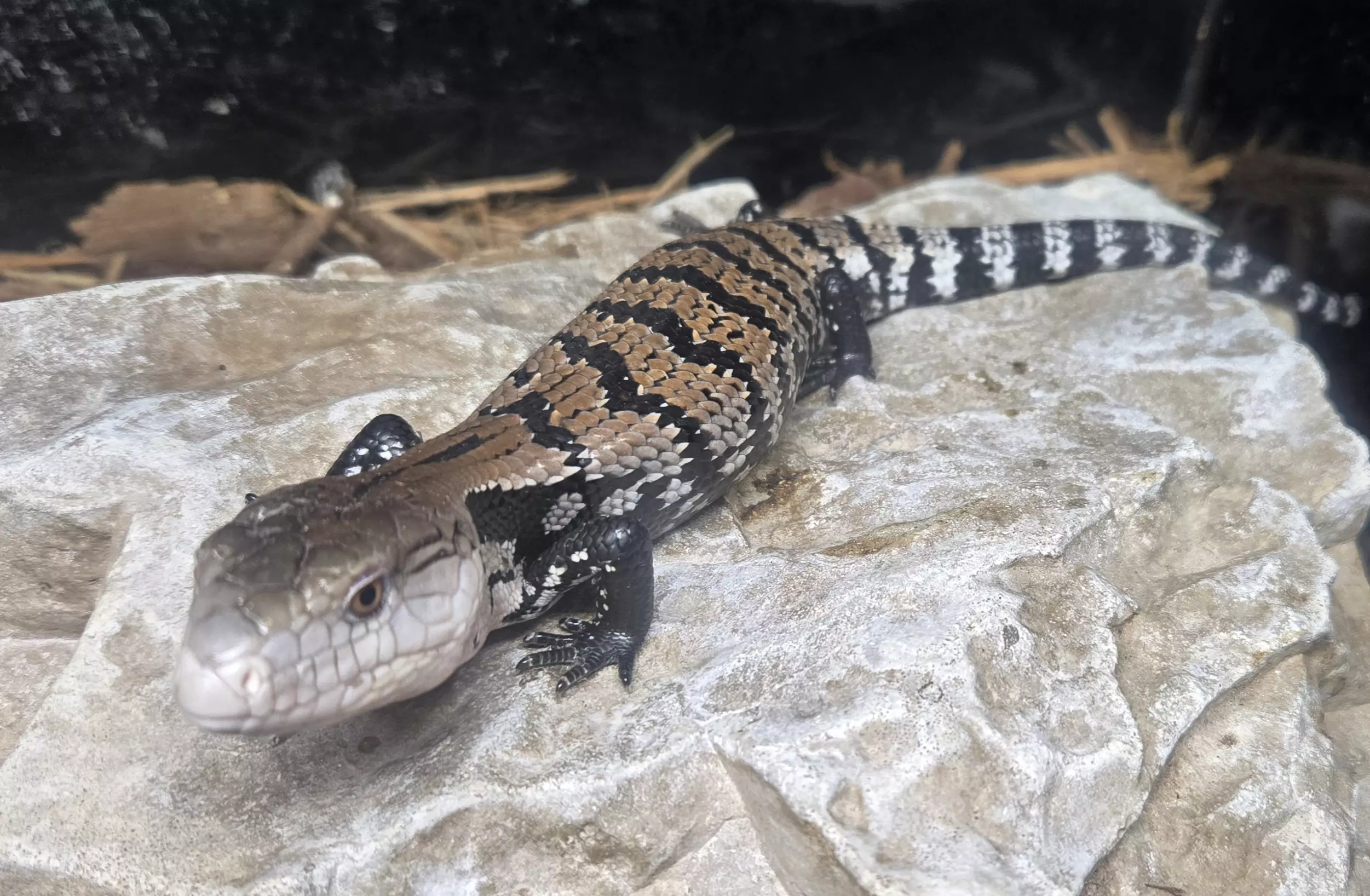 plant/Baby Blue Tongue Skink (Tiliqua scincoides)-0