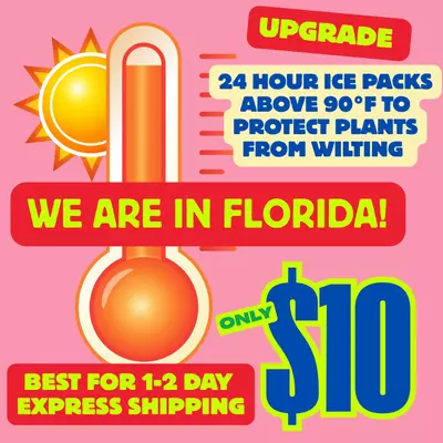 plant/ICE Pack Upgrade 24 hour -0-thumbnail