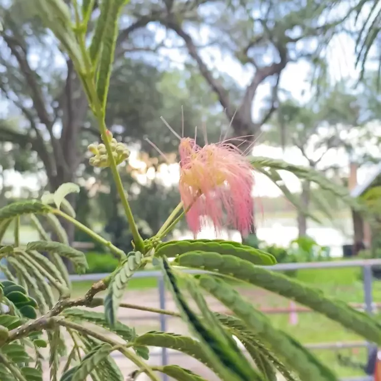 plant/Pink Mimosa Tree Seeds-10