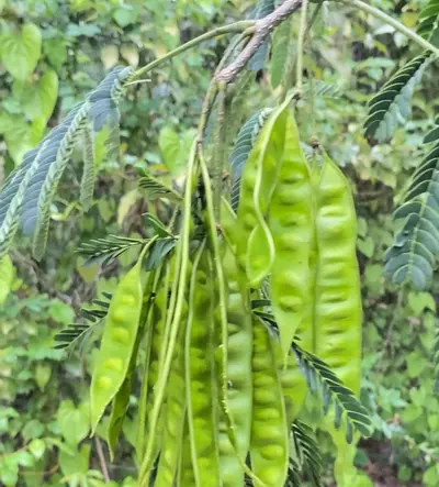 plant/Pink Mimosa Tree Seeds-9-thumbnail