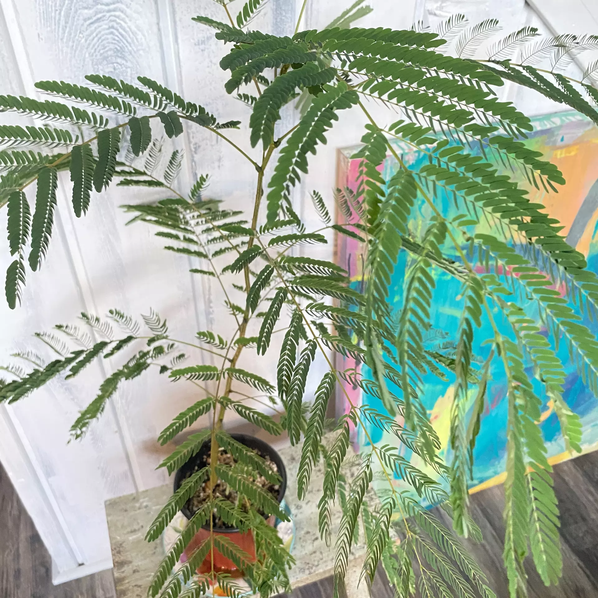 plant/Pink Mimosa Tree Seeds-0