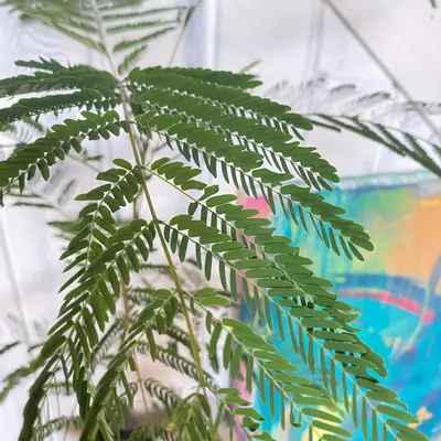 plant/Pink Mimosa Tree Seeds-4-thumbnail