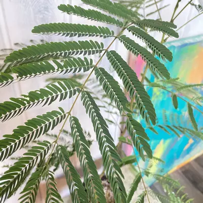 plant/Pink Mimosa Tree Seeds-3-thumbnail