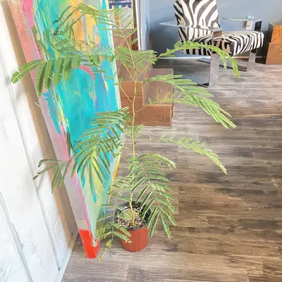 plant/Pink Mimosa Tree Seeds-5-thumbnail