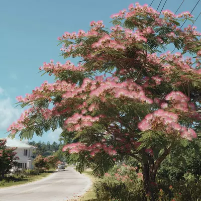 plant/Pink Mimosa Tree Seeds-8-thumbnail