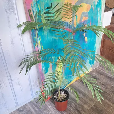 plant/Pink Mimosa Tree Seeds-6-thumbnail