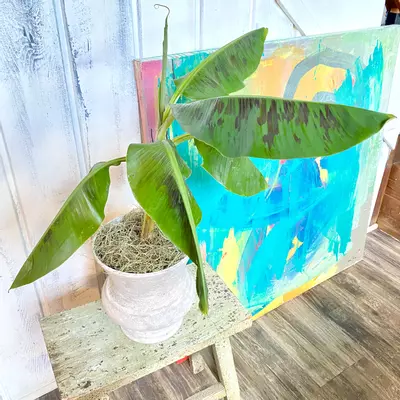 plant/Banana Tree, Musa Dwarf Cavendish -0-thumbnail