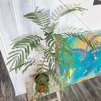 plant/Pink Mimosa Tree Seeds-1-thumbnail