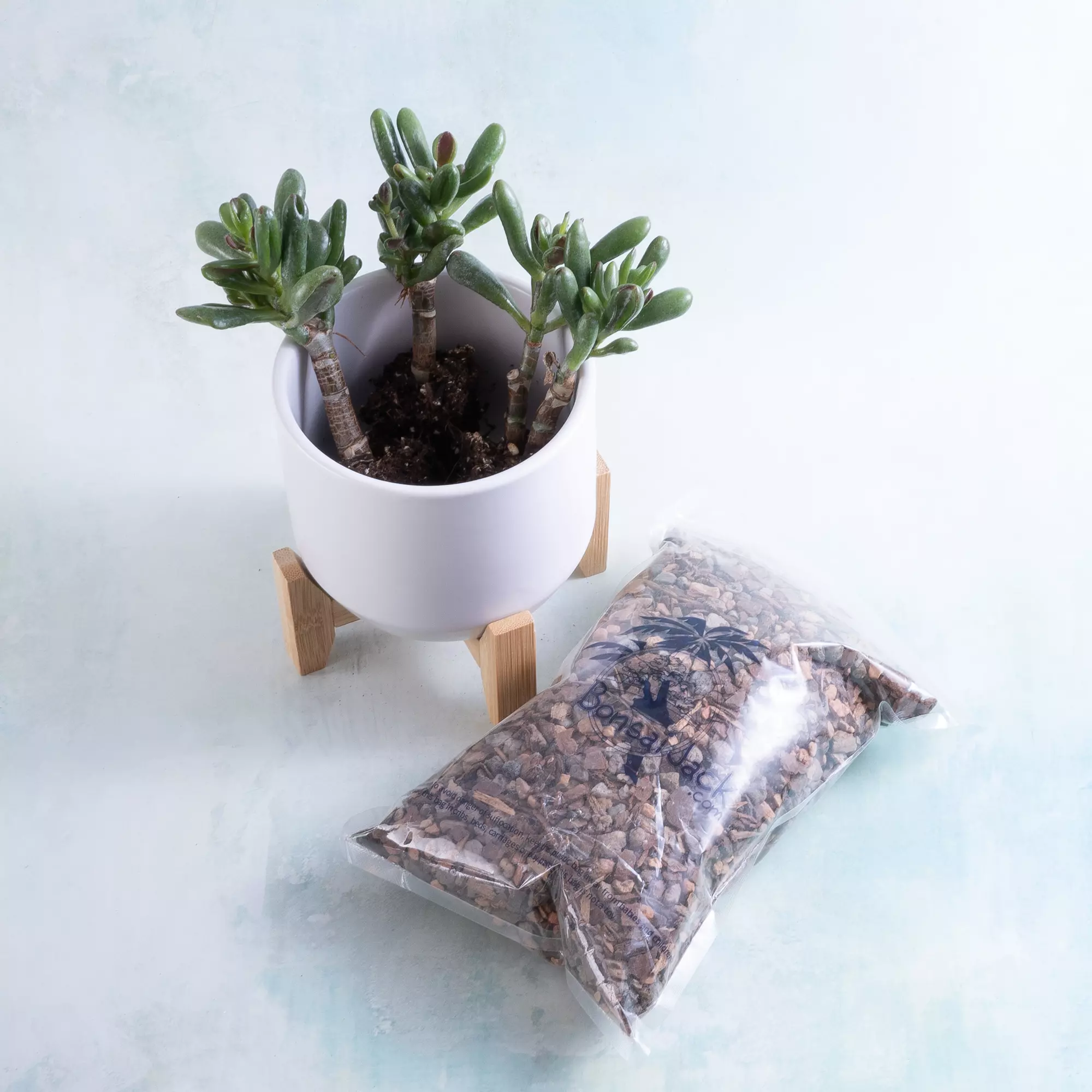 plant/Hobbit Jade Plugs (3) + White Ceramic Planter + Gritty Soil-0