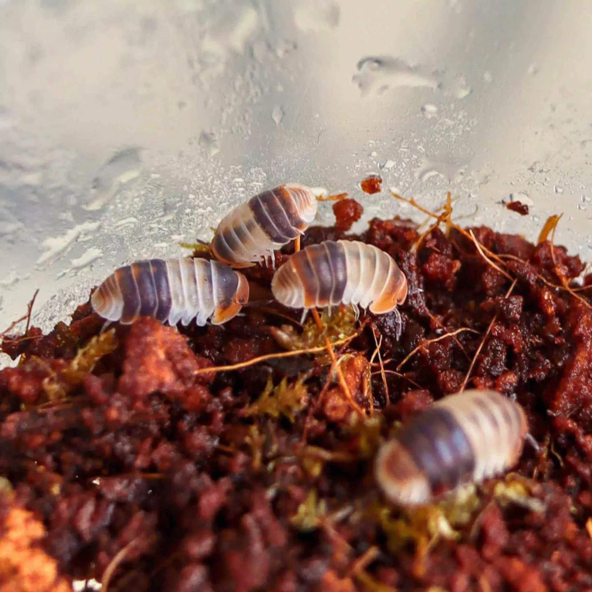 plant/Cubaris 'White Shark' 10+ Count-0