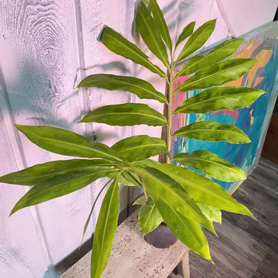 plant/Awaphui Shampoo Ginger Rhizomes.-2-thumbnail