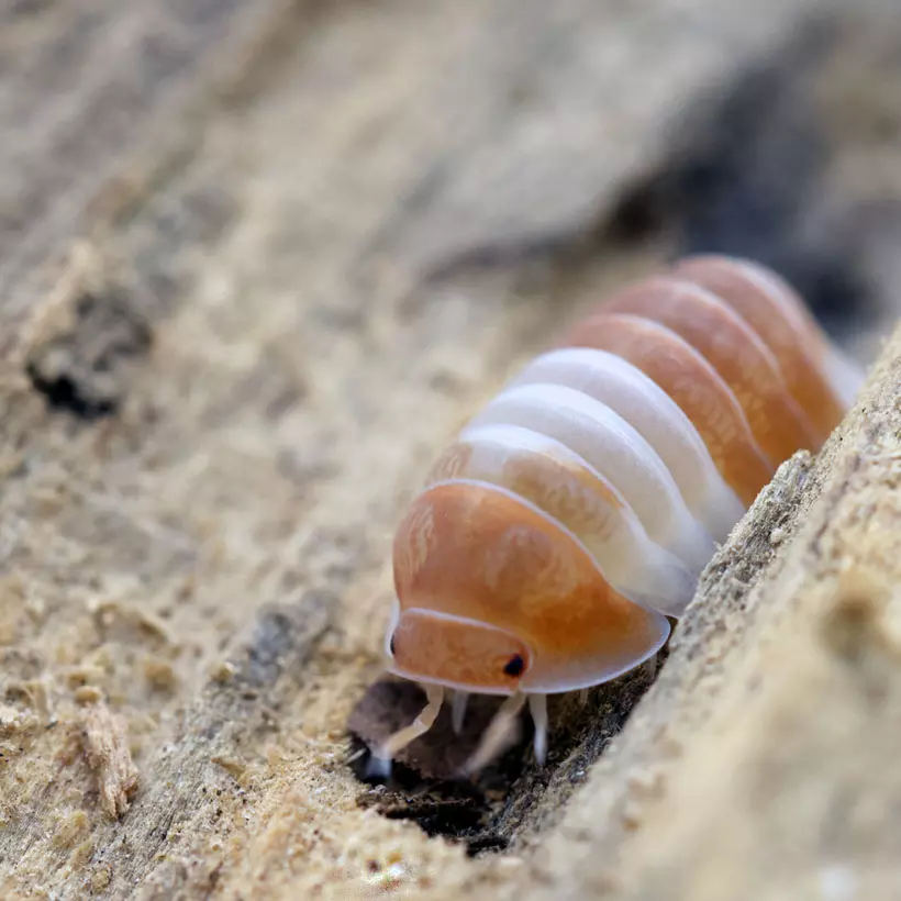 plant/Cubaris 'Red Panda King' 10+ Count-0