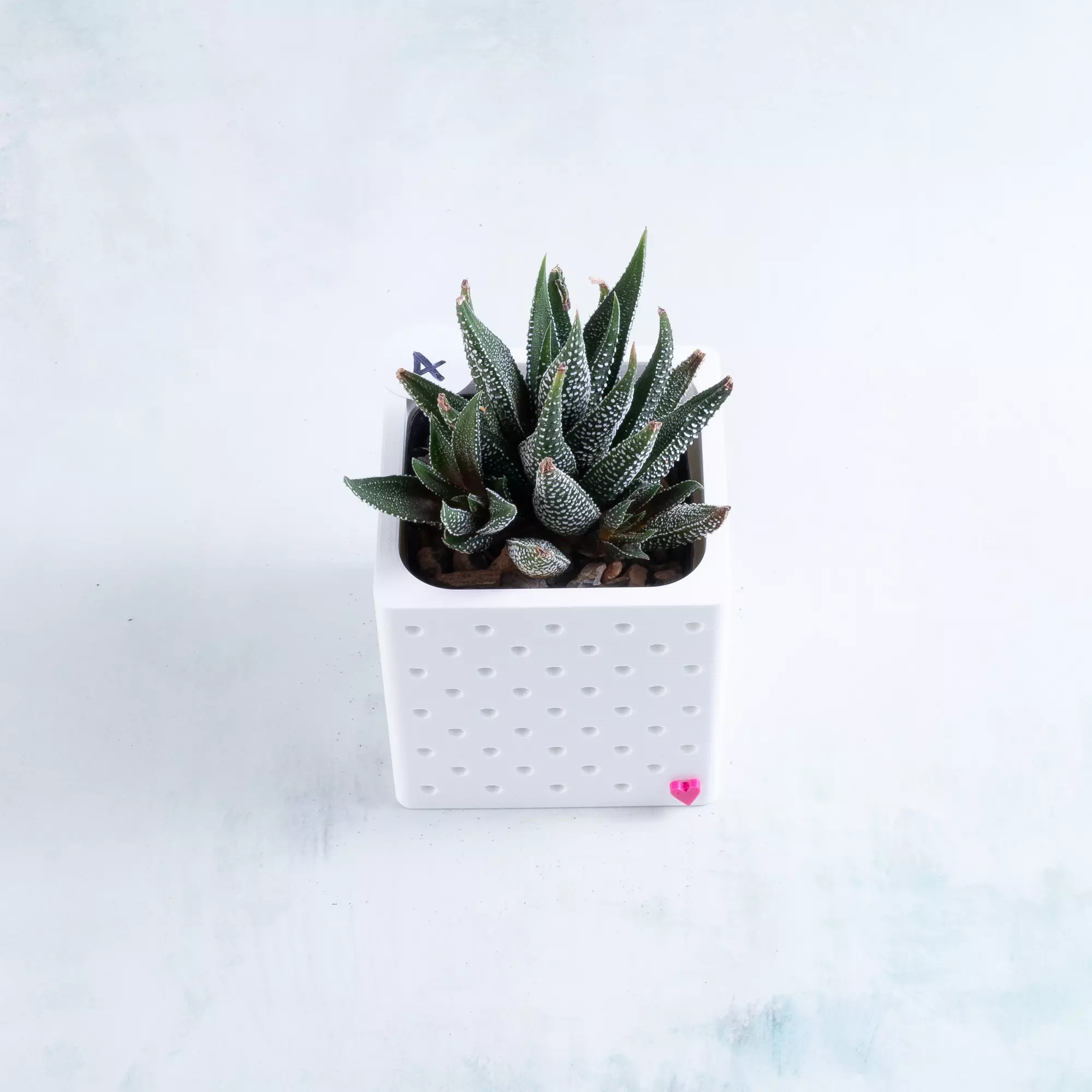 plant/Pot A - Haworthiopsis concolor in 2" Snappy Planter (comes fully planted)-0