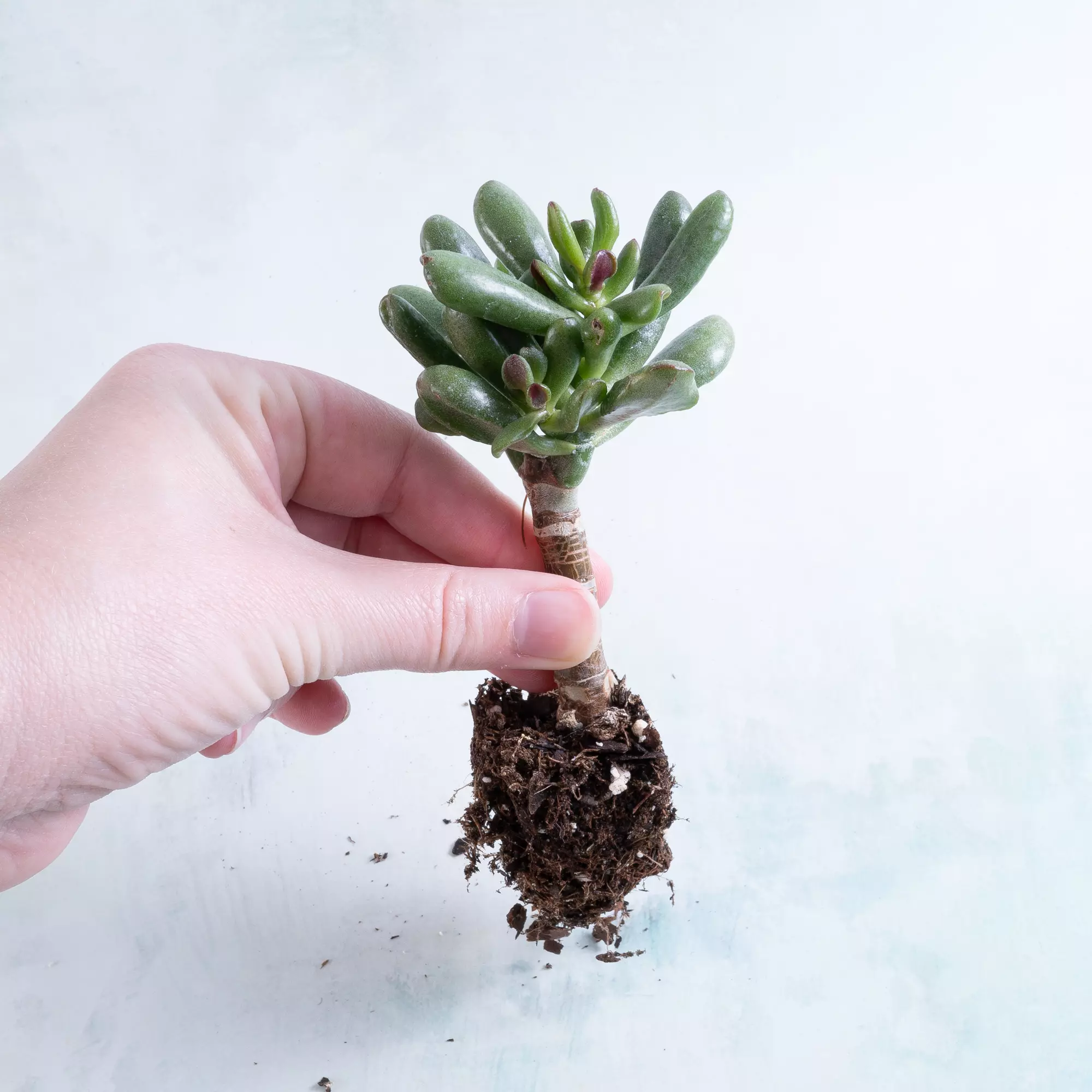 plant/1" Plug | Crassula ovata 'Hobbit' | Giveaway-0