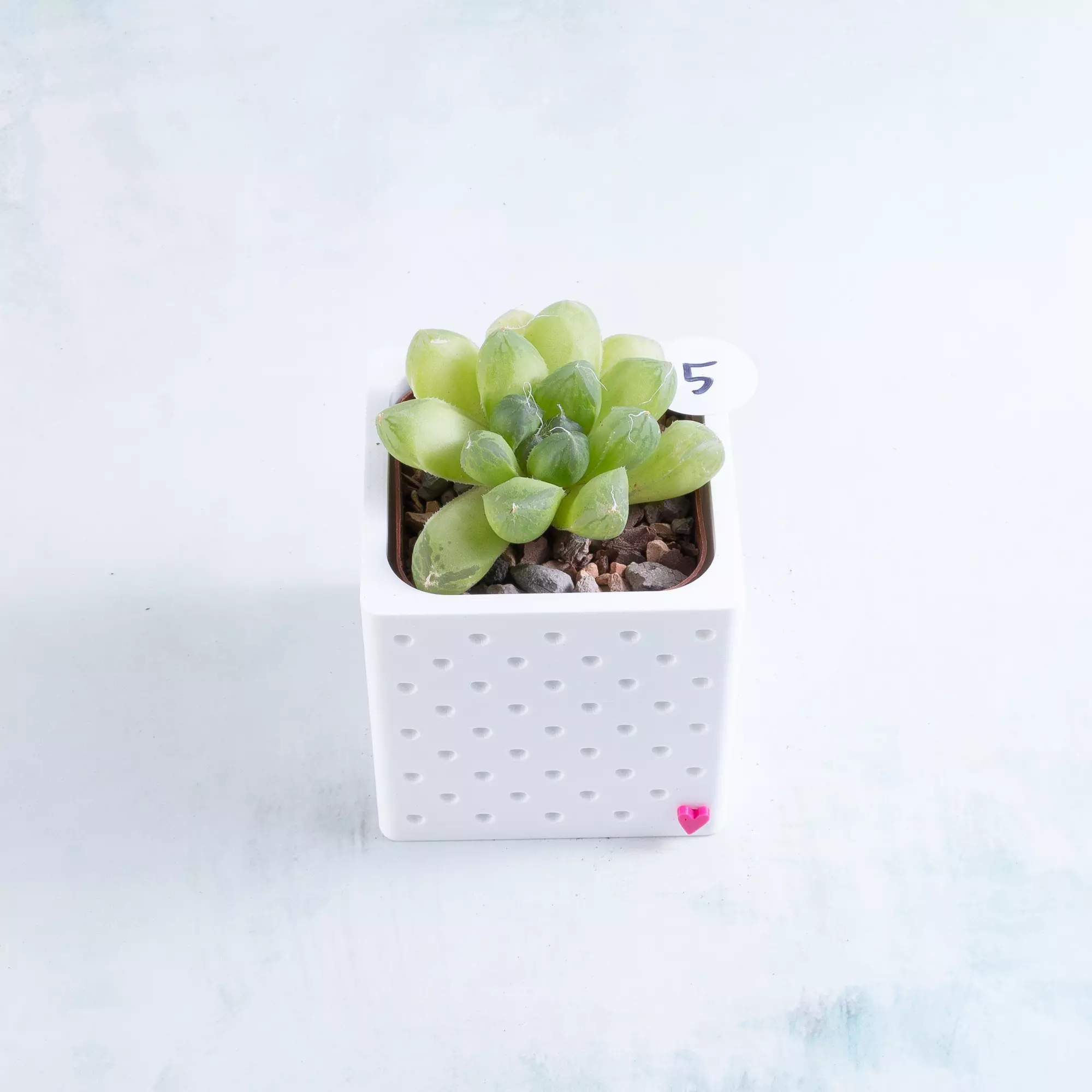 plant/Pot 5 - Haworthia cymbiformis in 2" Snappy Planter (comes fully planted)-0